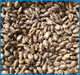 Castor Seeds